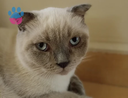 Scottish Fold Oğlumuza Prenses Arıyoruz