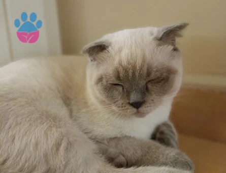 Scottish Fold Oğlumuza Prenses Arıyoruz