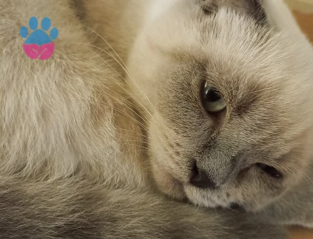 Scottish Fold Oğlumuza Prenses Arıyoruz
