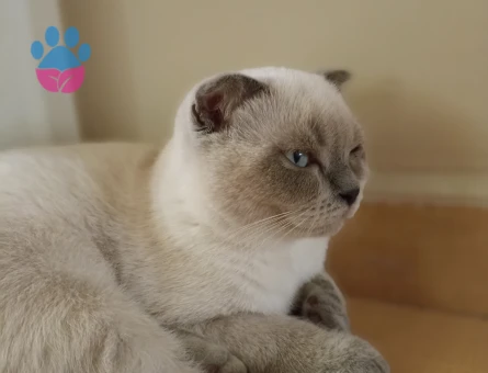 Scottish Fold Oğlumuza Prenses Arıyoruz