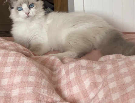 Ragdoll eş - 118976880
