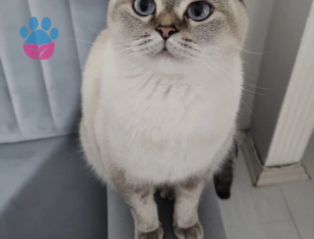 BRİTİSH SHORTHAİR KEDİME EŞ ARIYORUM