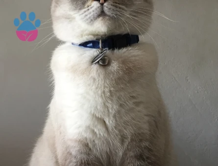 BRİTİSH SHORTHAİR KEDİME EŞ ARIYORUM