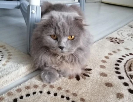 Scottish fold - 118976883