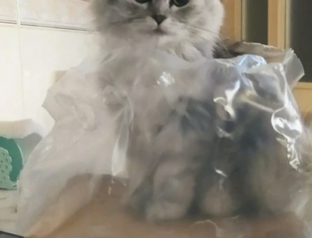 Chinchilla erkek/10 aylık - 118976888