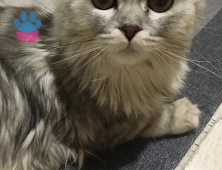 Chinchilla erkek/10 aylık