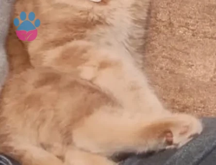 British Shorthair Oğlumuza DişiEş Arıyoruz