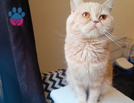 British Shorthair Oğlumuza DişiEş Arıyoruz