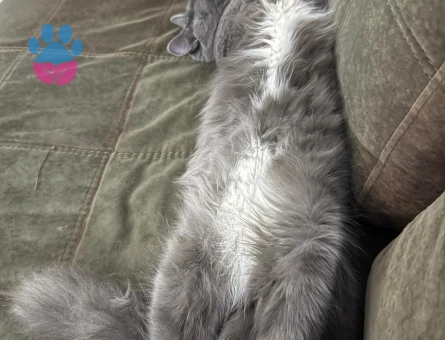 British kedimize dişi kedi arıyoruz