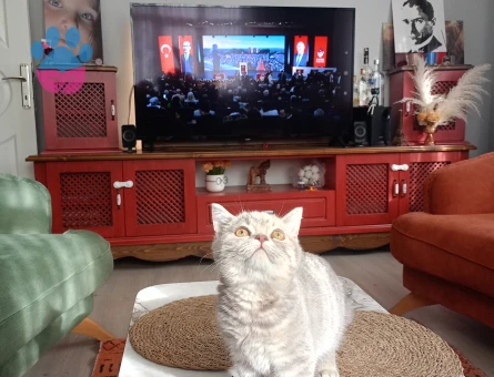 Oğlumuza eş aranıyor