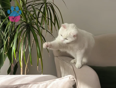 British short hair Van kırması