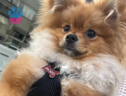 dişi pomerian boo aranıyor
