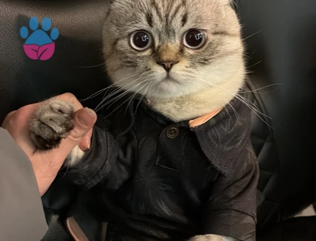 1 Yaşında British shorthair Kedime Eş Arıyorum