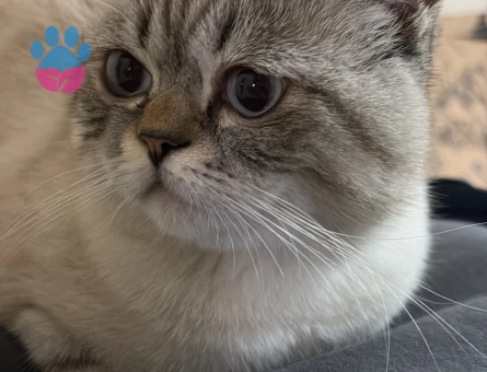 1 Yaşında British shorthair Kedime Eş Arıyorum