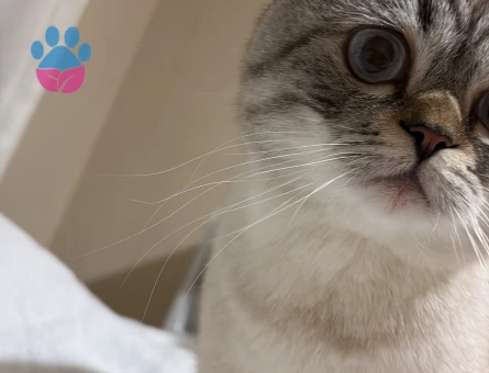 1 Yaşında British shorthair Kedime Eş Arıyorum