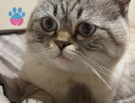 1 Yaşında British shorthair Kedime Eş Arıyorum