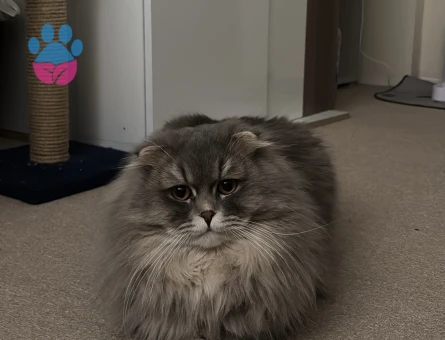 Scottish Fold 1 Yaşındakİ Oğlumuza Eş Arıyoruz