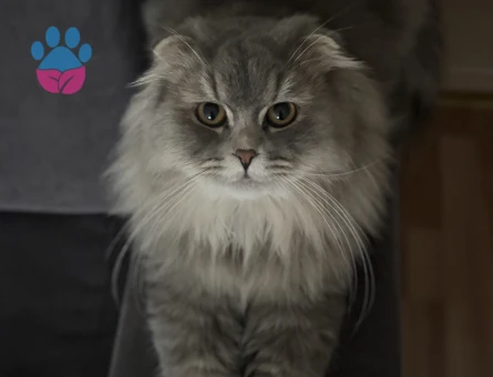 Scottish Fold 1 Yaşındakİ Oğlumuza Eş Arıyoruz