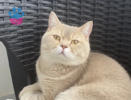 Erkek British Shorthair oğluma eş arıyoruz
