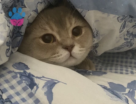 Erkek British Shorthair oğluma eş arıyoruz