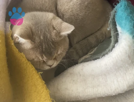 Erkek British Shorthair oğluma eş arıyoruz