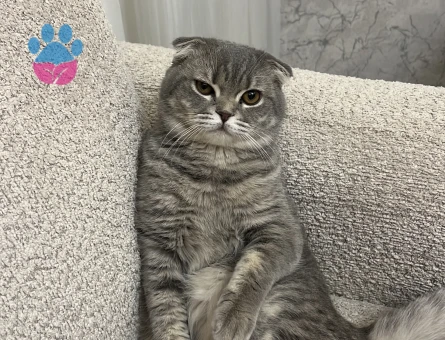 Scottish Fold Şapşiğimize dişi eş arıyoruz