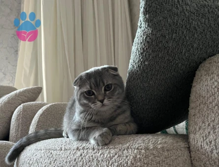 Scottish Fold Şapşiğimize dişi eş arıyoruz