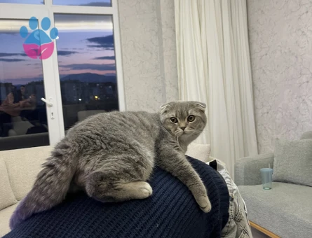 Scottish Fold Şapşiğimize dişi eş arıyoruz