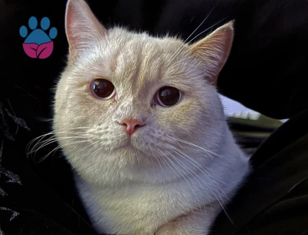 2 Adet British Erkek Kedilerim İçin Eş Arıyorum