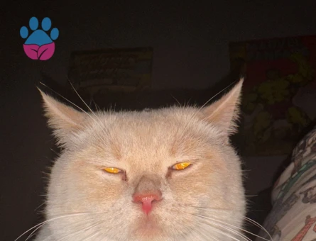 2 Adet British Erkek Kedilerim İçin Eş Arıyorum