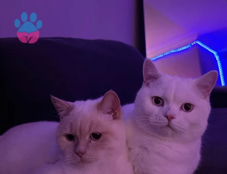 2 Adet British Erkek Kedilerim İçin Eş Arıyorum