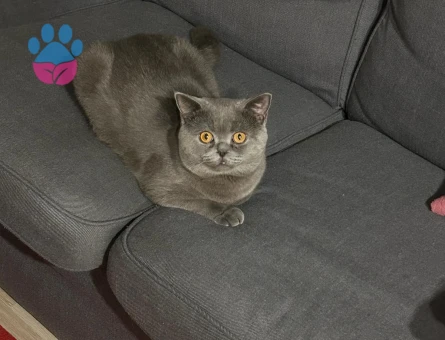 British shorthair cinsi erkek kedimize eş arıyoruz
