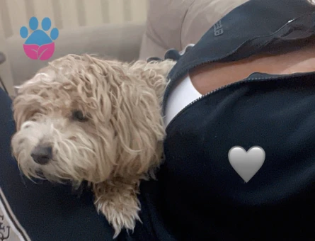 Güzel kızıma eş arıyorum