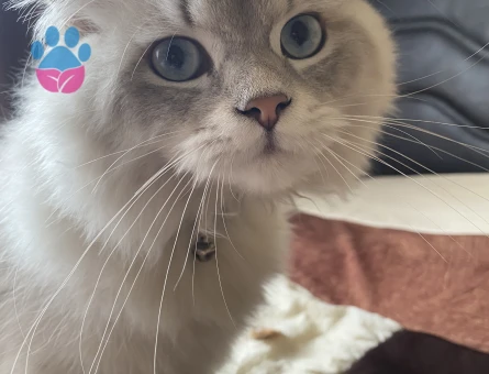 Oğlum için dişi kedi arıyoruz