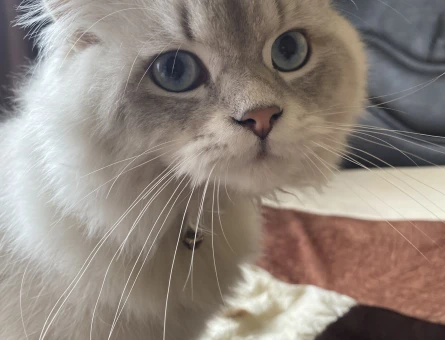 Oğlum için dişi kedi arıyoruz - 118977610