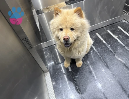 Erkek Chow Chow arıyorum