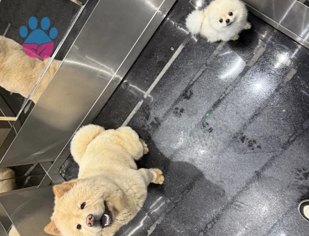 Erkek Chow Chow arıyorum