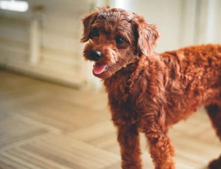 2 yaşındaki toy poodle cinsi cipse dişi eş ariyorum - 118984049
