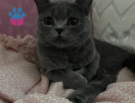British Shorthair 1 Yaşında Eş Arıyoruz