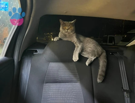 British Shorthair 1 Yaşında Eş Arıyoruz
