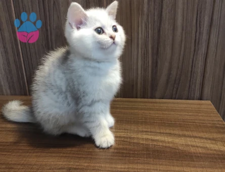 British shorthair cinsi kızıma eş arıyorum