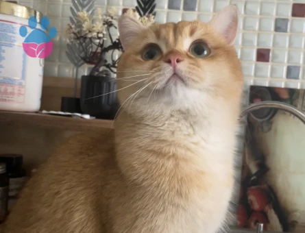 BRI british shorthair golden shaded OY12 (cinemon)