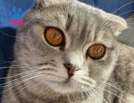 British Shorthair 1 Yaşında Eş Arıyor
