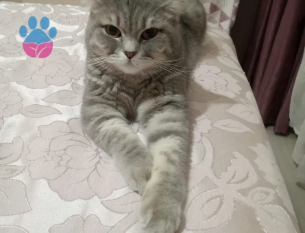 British shorthair 1 Yaşında Eş Arıyor