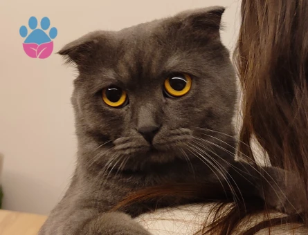 Scottish Fold 3 Yaşında Oğluma Eş Arıyorum