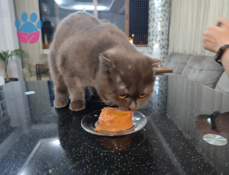 Scottish Fold 3 Yaşında Oğluma Eş Arıyorum