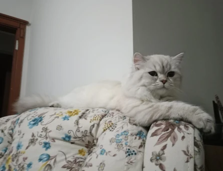 British Longhair Kızımıza Oğlan Arıyoruz - 118970093