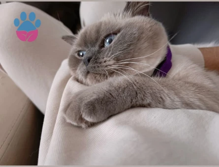 British Shorthair Kedime Eş Arıyorum