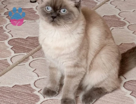 British Shorthair Kedime Eş Arıyorum