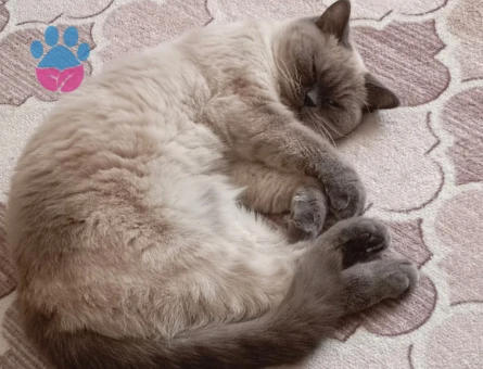 British Shorthair Kedime Eş Arıyorum